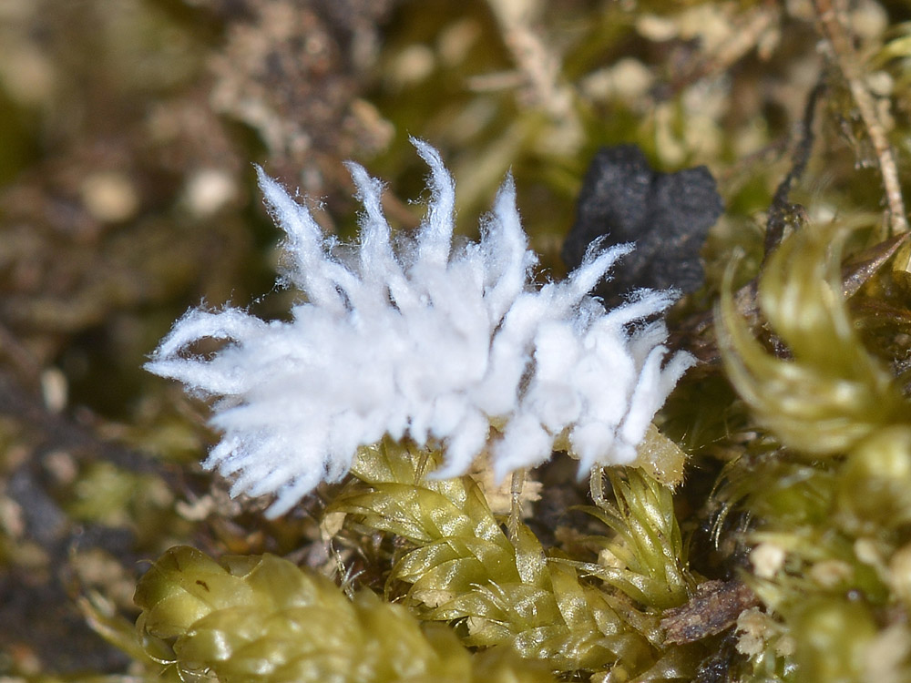 Insetto strano: Orthezia sp.